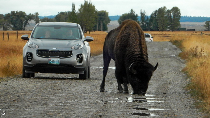 le bison sur Antelope Flats road
