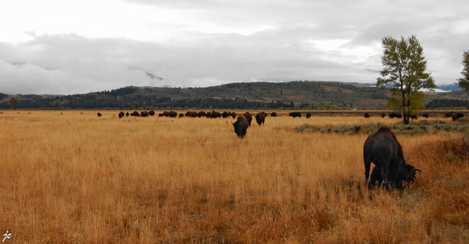 le troupeau de bisons sur Antelope Flats road