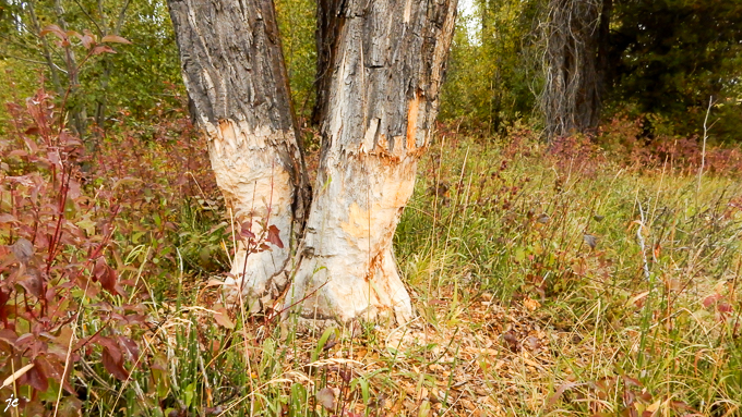 l'aventure le long de la Snake river, sur les traces des animaux sauvages