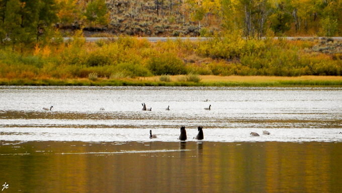 l'aventure le long de la Snake river, sur les traces des animaux sauvages
