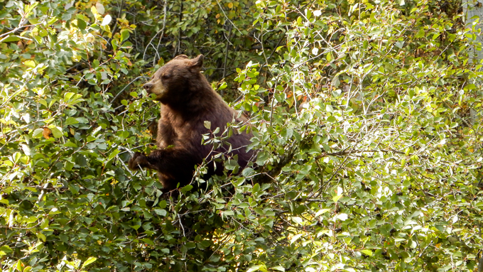 sur la Moose Wilson road, l'ours affamé dans l'arbre