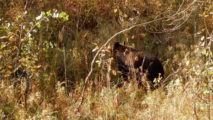 sur la Moose Wilson road, l'ours