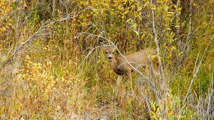 un jeune deer sur la berge de la Gros Ventre river