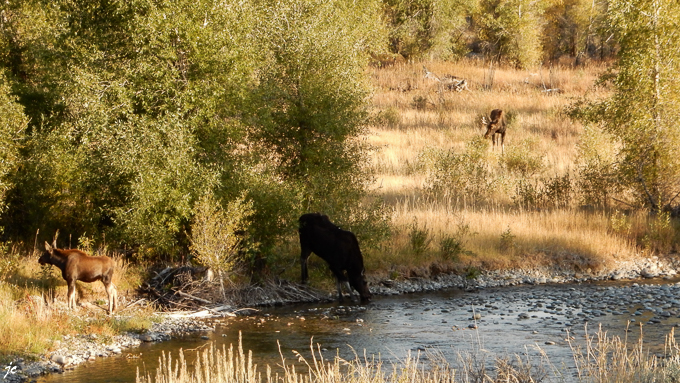 les orignaux, les élans d'Amérique ou moose en américain sur la berge de la Gros Ventre river