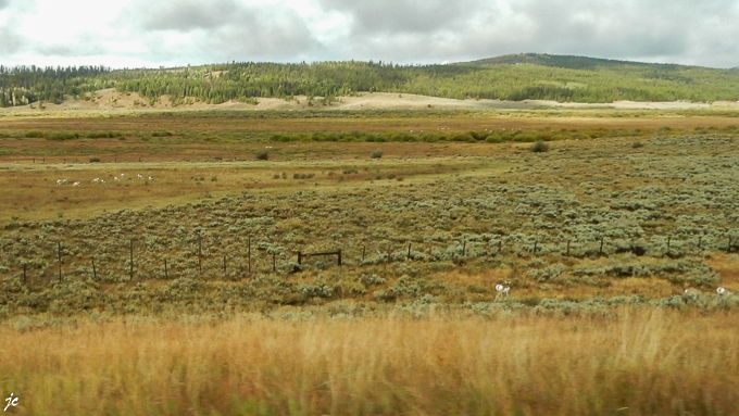 sur l'US 191, à Pinedale comté de Sublette dans le Wyoming, les pronghorns
