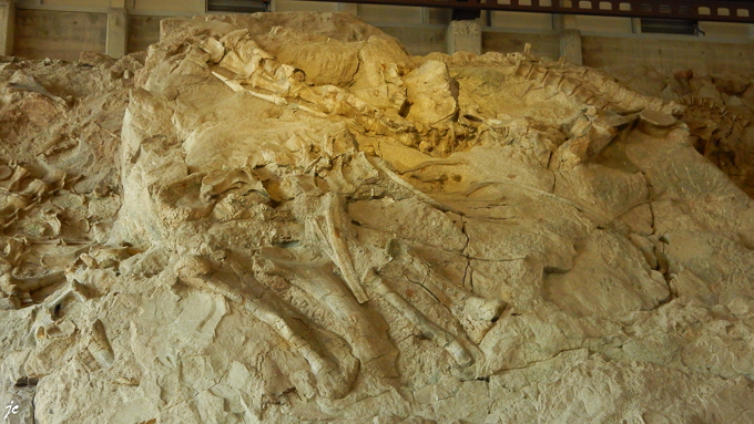 à Dinosaur National Monument, dans le Quarry Exhibit hall