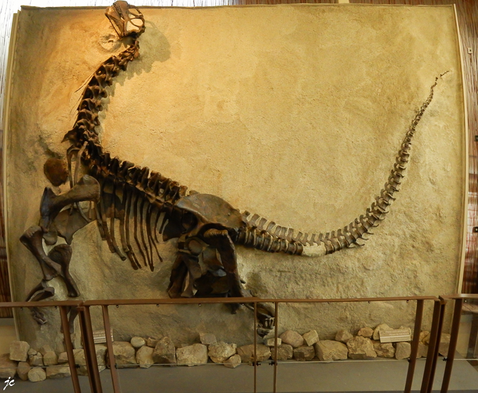 à Dinosaur National Monument, dans le Quarry Exhibit hall