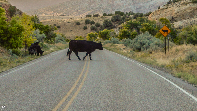 sur la route de Cub Creek, attention aux vaches