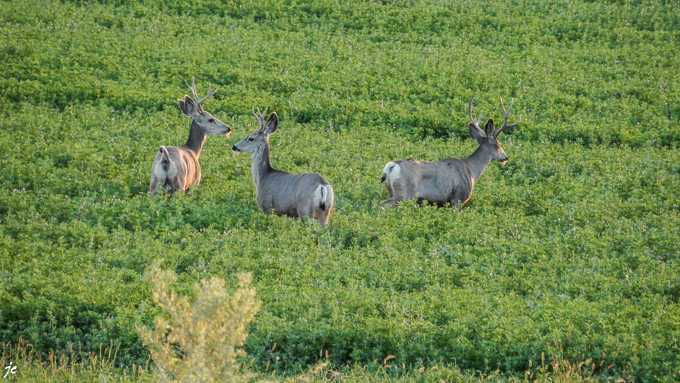 sur la route de Cub Creek, les cerfs