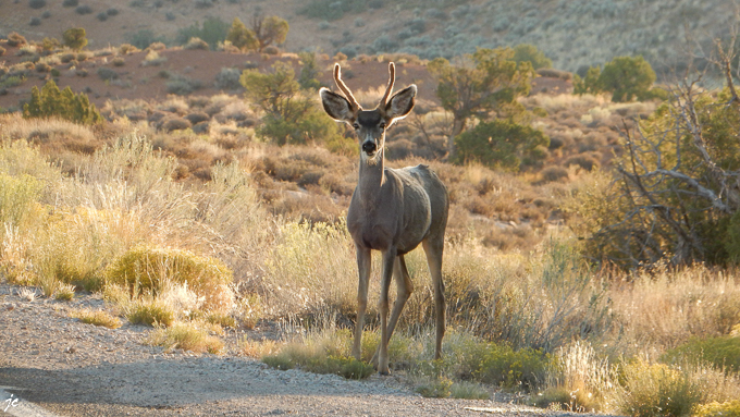 dans Arches National park, sur Arches Scenic Drive, un mule deer un cerf hémione