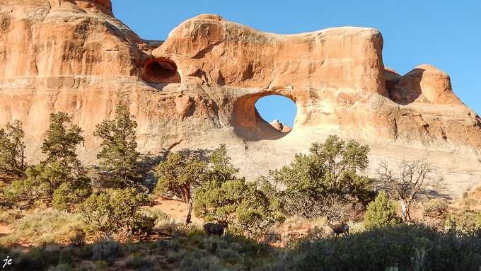 dans Arches National park, à Tunnel Arch, deux cerfs hémiones (mule deer)