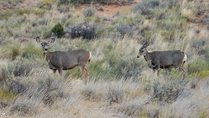 dans Arches National park, à Tunnel Arch, deux cerfs hémiones (mule deer)