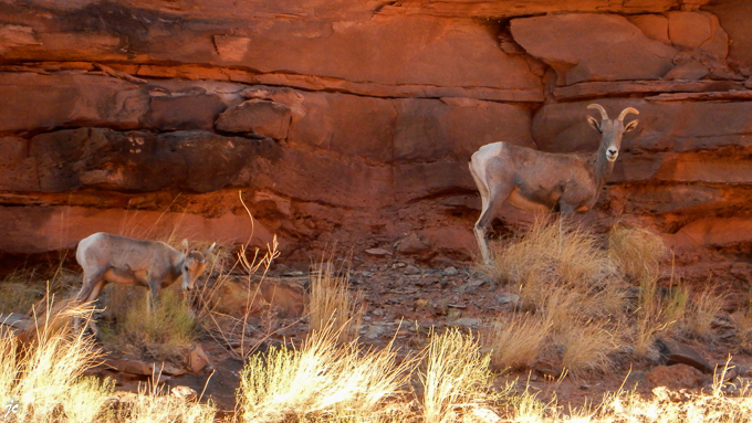 en route pour le Dead Horse Point State park par la piste Long Canyon road, Big Horn Sheep