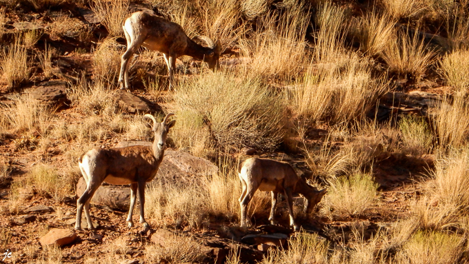 en route pour le Dead Horse Point State parkpar la piste Long Canyon road, Big Horn Sheep