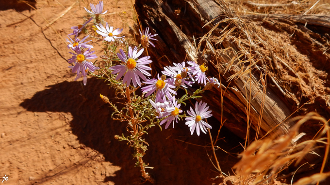 la flore sur le Murphy Point Overlook trail
