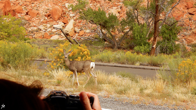 une cerf hémione femelle (mule deer) dans Capitol Reef National park