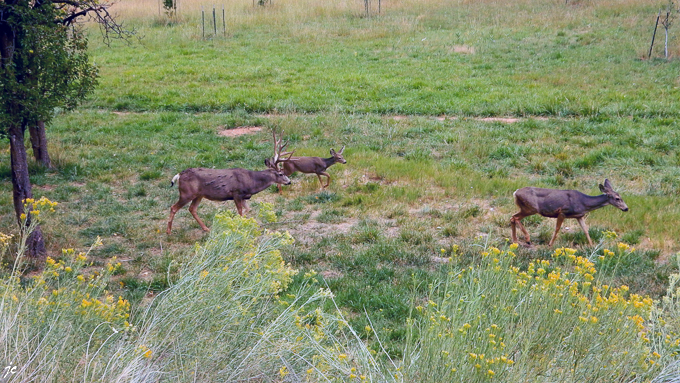 la famille cerf hémione (mule deer) dans Capitol Reef National park