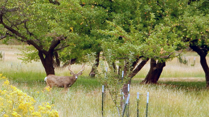 le cerf hémione (mule deer) dans Capitol Reef National park
