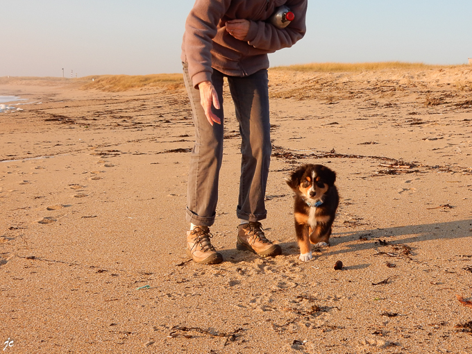 le chiot sur la plage de Magouëro
