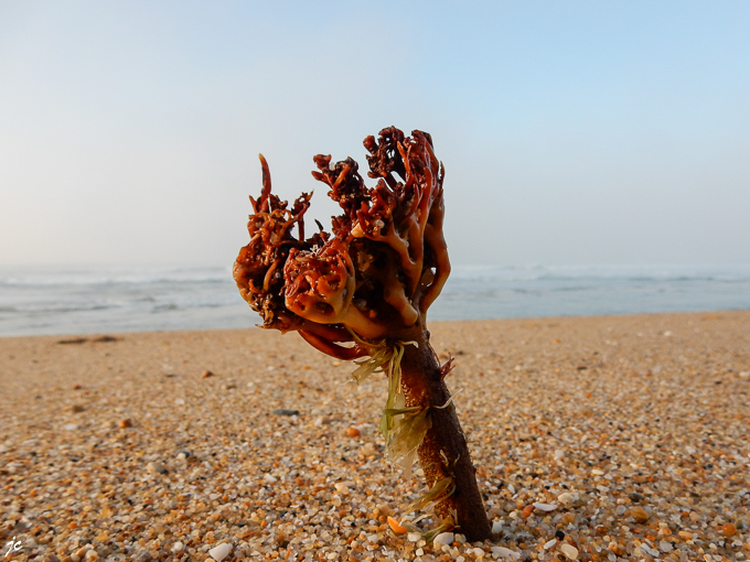 flore ou faune océanique ?