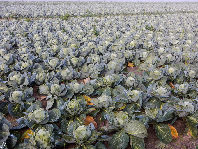 le champ de choux