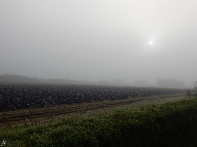 le champ de choux rouges dans le brouillard