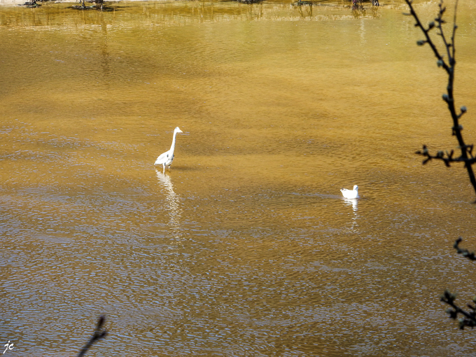 le héron et la mouette dans le Goyen