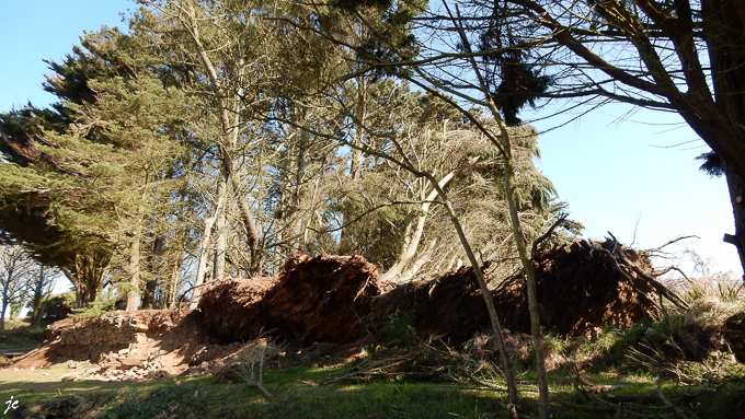 les dégats de la dernière tempête