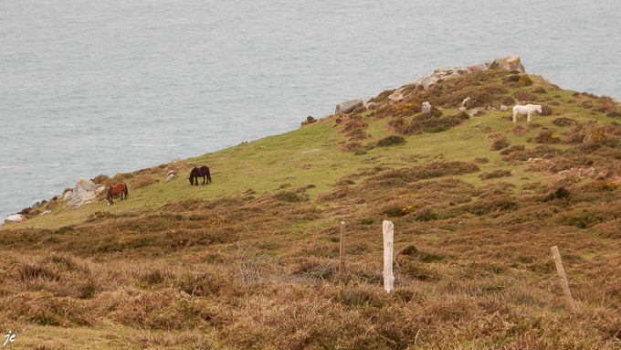 les chevaux dans la réserve naturelle de Goulien - cap Sizun