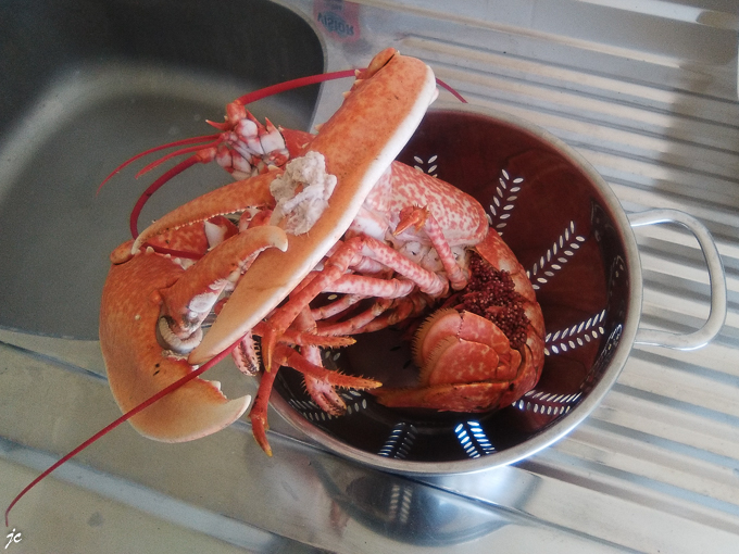 le homard