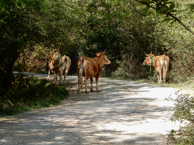 le troupeau de vache sur le chemin