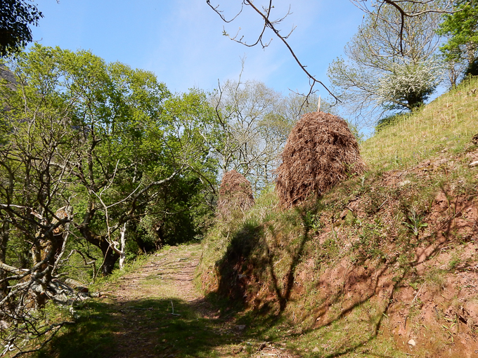 les meules de fougère sèche