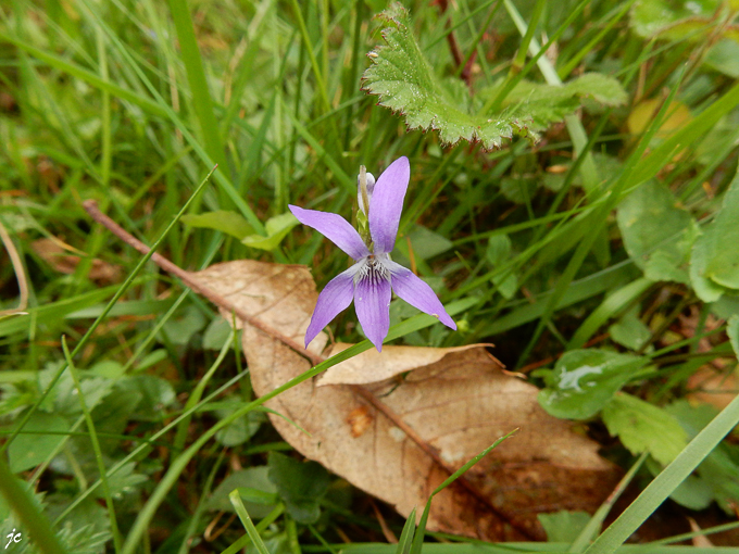 la flore du GR 10