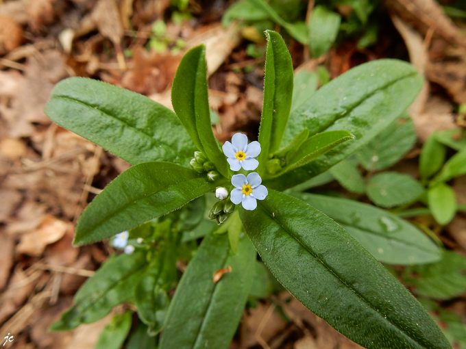 la myosotis des bois