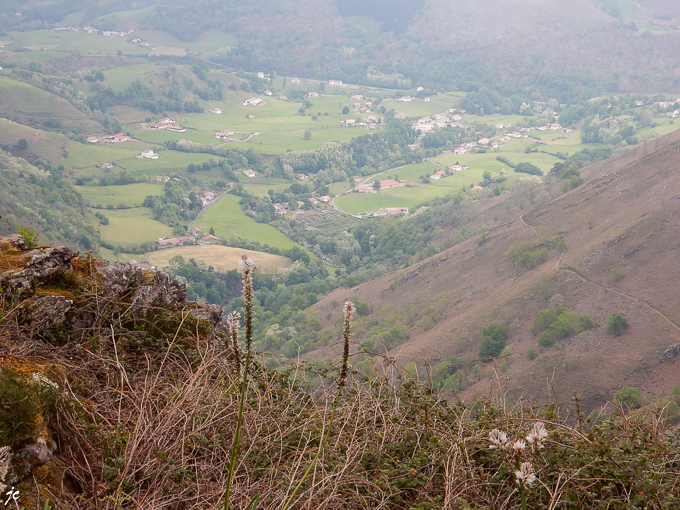 Bidarray et les asphodèles