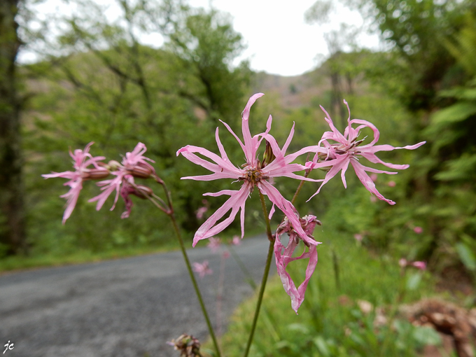 la lychnis fleur de coucou