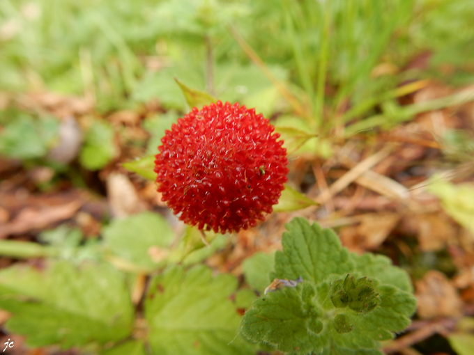 une fraise des indes, une fausse fraise...