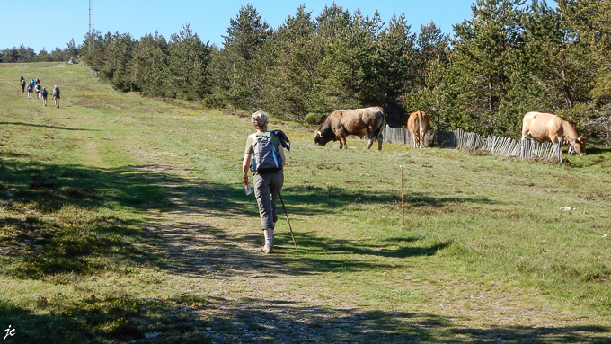 les randonneurs et le troupeau à la station du Mont Lozère