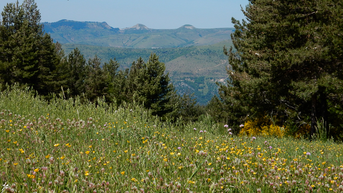 les mamelons des puechs des Bondons vus du col du Sapet