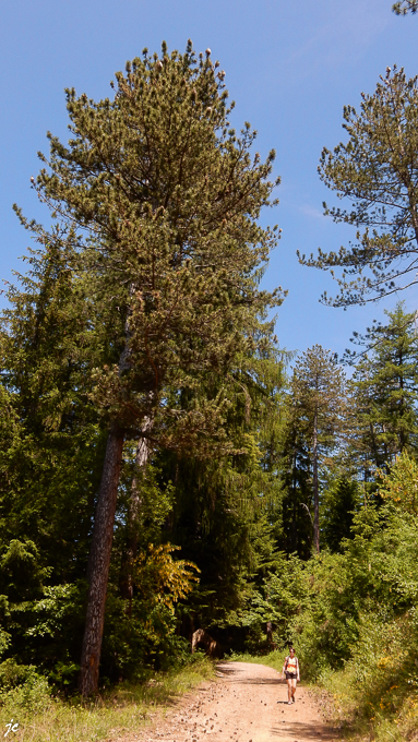 le défoulement dans le pré au bord du ruisseau de Vallongue