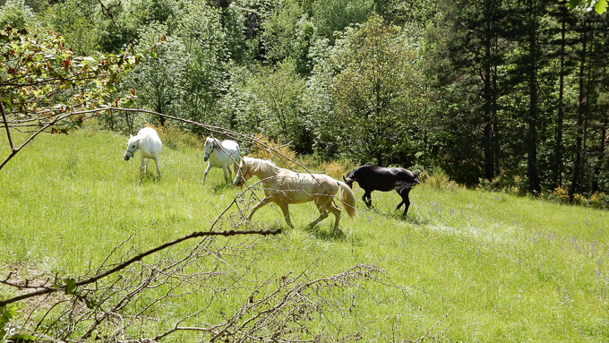 le défoulement dans le pré au bord du ruisseau de Vallongue
