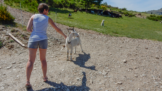 le patou et les biquettes