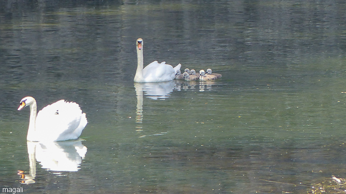 les cygnes sur le Rhône à Lyon