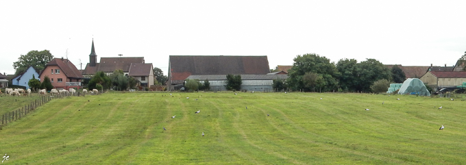 les cigognes dans le pré à Gommersdorf