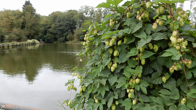 le houblon est omniprésent le long du canal