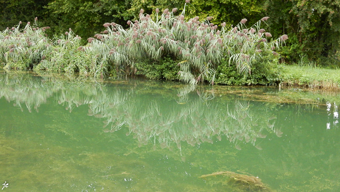 la végétation du bord du canal du Rhône au Rhin