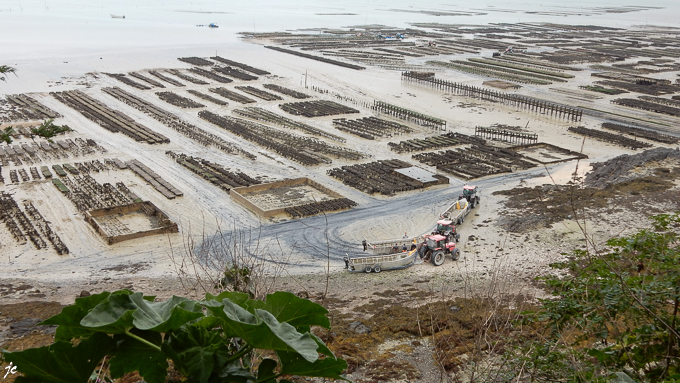 les parcs à huîtres à Cancale