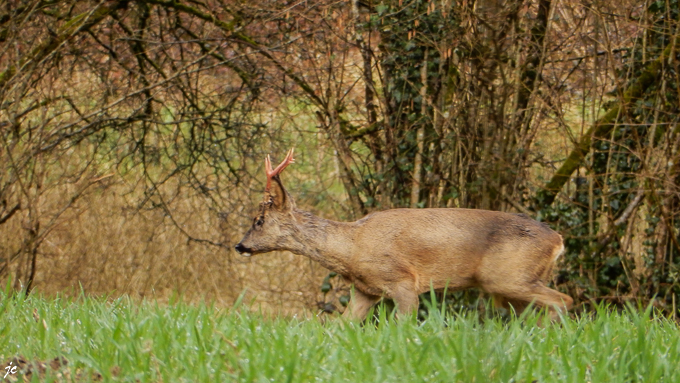 sur la rando "des 3 rivières", daguet ou brocard ?