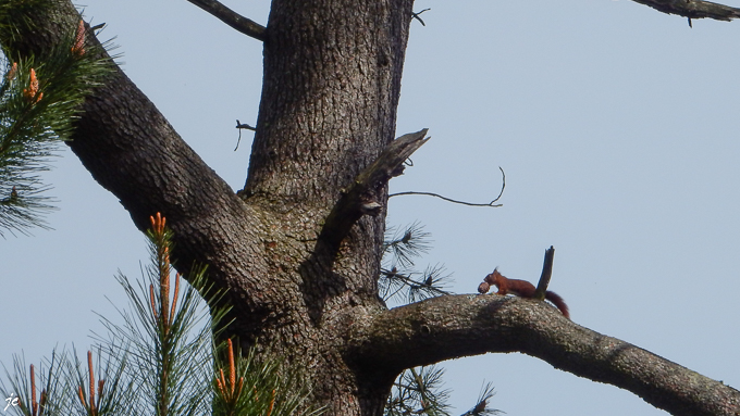 l'écureuil et la pomme de pin