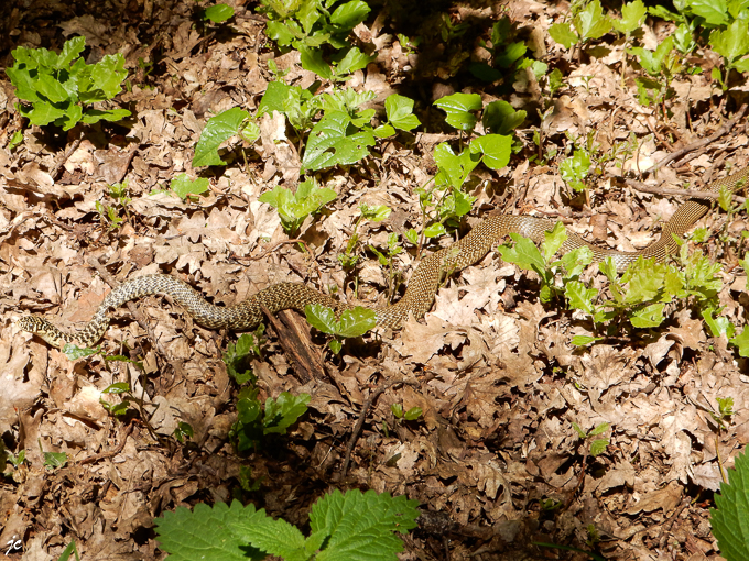 la couleuvre à collier sur le GR de pays Cordes Penne Coustous